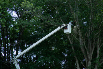 Tree pruning arborist worker. Bucket truck boom lift. Branch removal with chainsaw. Green trees canopy. © Svitlana