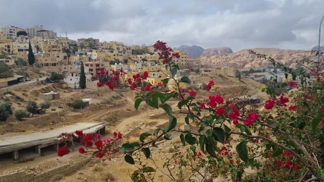 Picturesque view over Wadi Musa with hillside residential homes, an unfinished bypass road in the valley, and flowering oleander or pomegranate shrubs swaying gently in the desert wind, Jordan