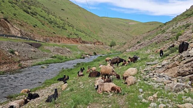 Mountain valley with grazing sheep and goats beside a flowing stream, surrounded by rocky slopes, green hills, and a peaceful rural landscape.
📍 Marivan, Kurdistan, Iran 