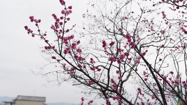 Delicate pink cherry blossom branches spread across a pale overcast sky in Japan
