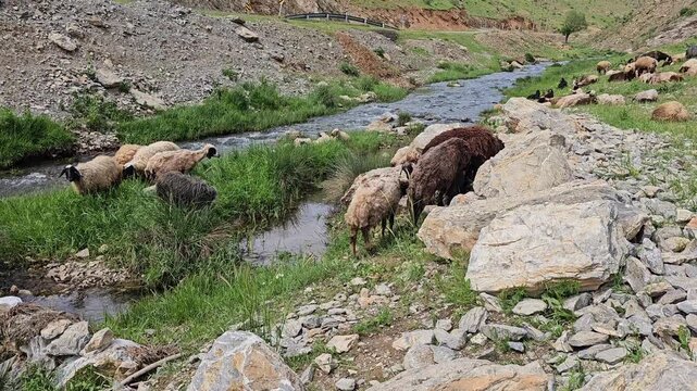 Mountain valley with grazing sheep and goats beside a flowing stream, surrounded by rocky slopes, green hills, and a peaceful rural landscape.
📍 Marivan, Kurdistan, Iran 