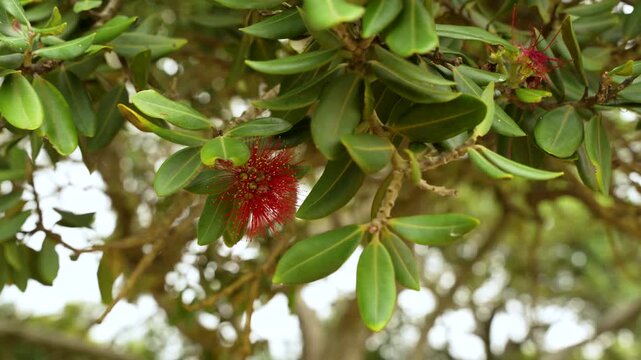 Close-up view of native southern red rātā aka Metrosideros umbellata evergreen tree blossom, New Zealand