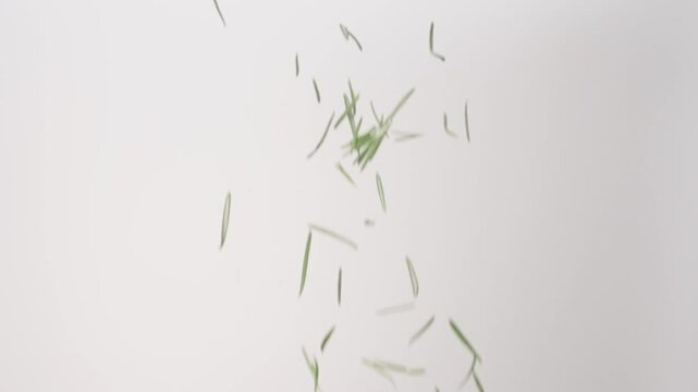 Fresh aromatic Rosemary Pieces raining down on a white backdrop in slow motion close up macro.