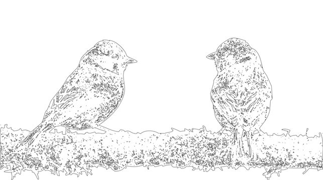 Two Birds on Branch Line Art Drawing. Detailed Nature Sketch Graphic