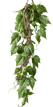 jungle vines isolated on white transparent background - design element cut-out object