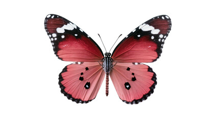 Pink and red butterfly with black spots and white markings © Elvin