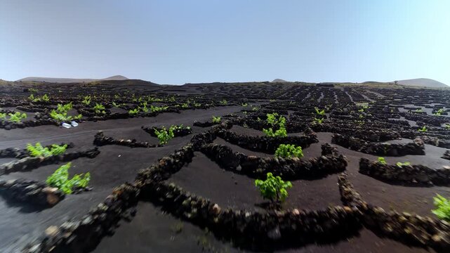 Aerial low pass over Malvasia grape vines in La Geria, Lanzarote