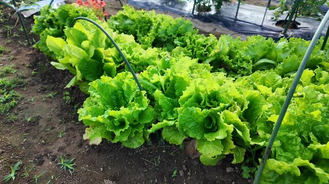 リーフレタス(家庭菜園素材)おいしそうな野菜