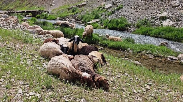 Mountain valley with grazing sheep and goats beside a flowing stream, surrounded by rocky slopes, green hills, and a peaceful rural landscape.
📍 Marivan, Kurdistan, Iran 