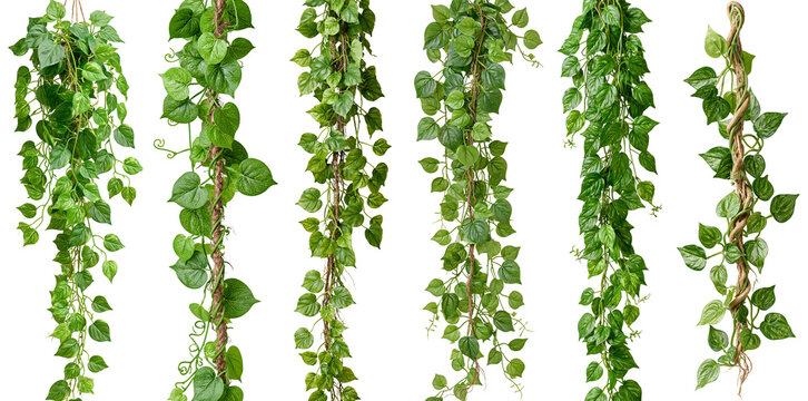 jungle vines set isolated on white transparent background - design element cut-out object collection