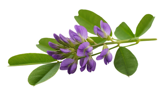 Purple alfalfa flowers and green leaves on stem