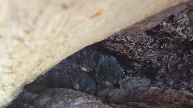 Small Indian roller wild animal hiding in dark crevice, tiny rodent nesting under wooden structure, close up of creature in natural burrow