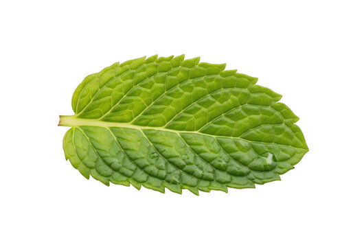 A single fresh green mint leaf with visible veins and serrated edges, isolated against a solid black background, top-down view