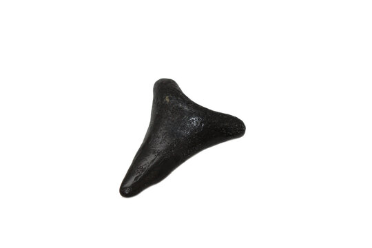 Fossilized Shark Tooth isolated on transparent background