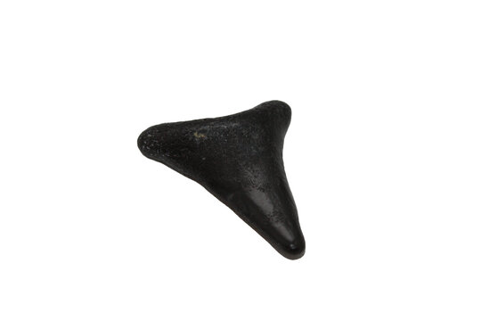 Black Shark Tooth Found isolated on transparent background