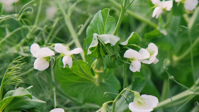 Verdant peas in bloom, Tranquil agricultural landscape featuring flourishing pea plants and vibrant natural surroundings