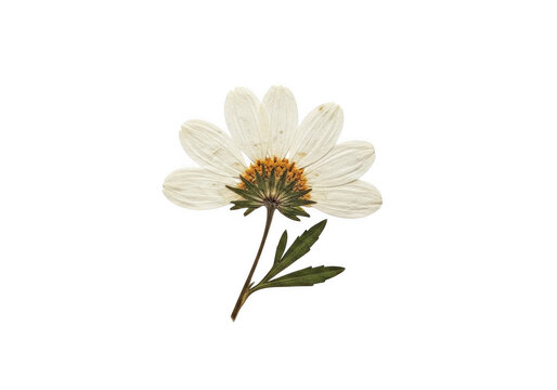 A single pressed dried white daisy flower with a yellow center and green stem and leaves isolated on a solid black background