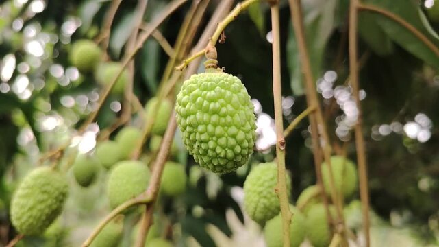 Fresh green lychee fruits growing on tree branches in natural outdoor setting with sunlight reflections