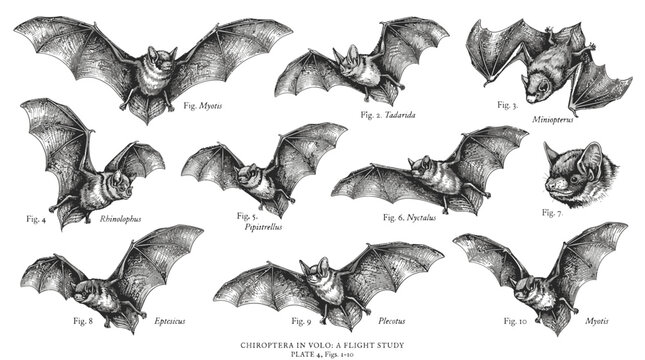 black silhouettes of bats vector illustration Black and white bat illustrations, flying mammal drawings, wildlife clip art, vector graphics isolated on White Background eps silhouette