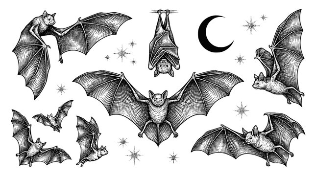 black silhouettes of bats vector illustration Black and white bat illustrations, flying bats, moon and stars, gothic icons, 8 designs isolated on White Background eps silhouette