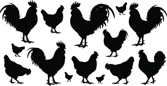 Chicken and Rooster Silhouette Collection Featuring Farm Poultry Birds Agricultural Livestock and Rural Vector Icons