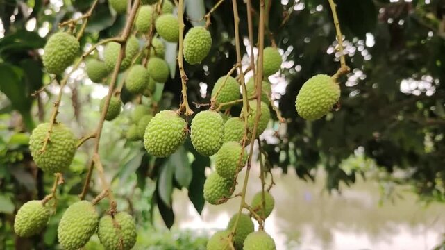 Fresh green lychee fruits growing on tree branches in natural outdoor setting showcasing tropical agriculture