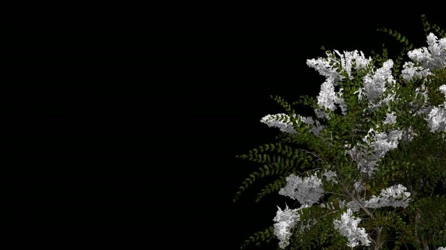 White Flowering Tree Branch with Green Leaves on Black Background