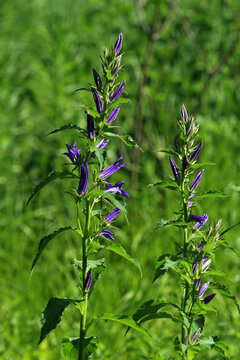 Breitbl&auml;ttrige Glockenblume