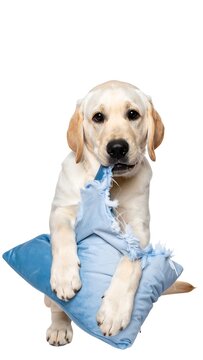 A playful canine holding a torn blue pillow