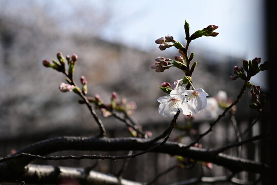 Close-up of early blooming cherry blossoms and pink buds on a branch