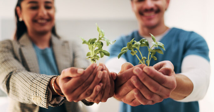 Hands, nurse and team with plant in hospital for hope, compassion and care for medical healing. Palm, green leaves or nursing with people for responsibility, healthcare and collaboration for recovery