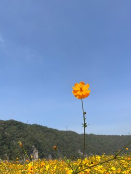 Single Yellow Cosmos Flower Against Clear Blue Sky / 단양 코스모