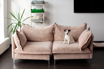 Indoor domestic puppy dog sitting on sofa looking at camera at big living room, pet dog relaxing alone on brown couch at home © Tatyana Gladskih