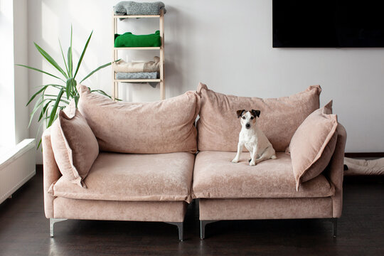 Indoor domestic puppy dog sitting on sofa looking at camera at big living room, pet dog relaxing alone on brown couch at home