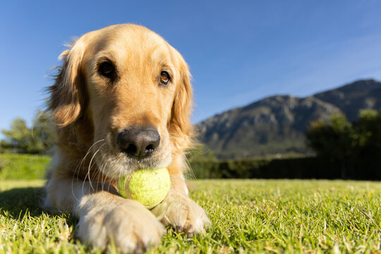 Golden retriever is lying on short green lawn and is holding neon tennis ball, hills behind