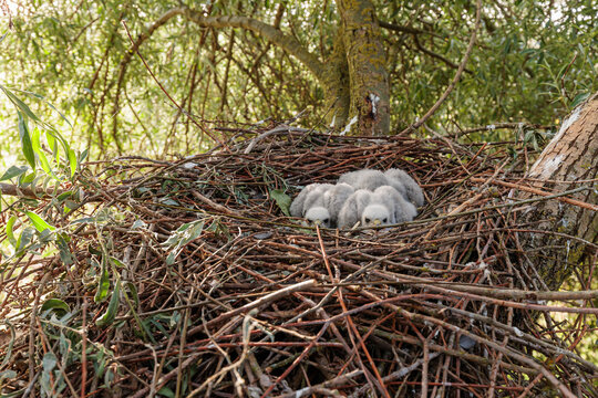 Common Sparrowhawk chicks in the nest in the branches of a willow tree. Accipiter nisus.
