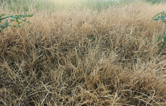Grass patch shows signs of stress as dry brown blades mix with sparse green sprouts in a field suffering from seasonal lack of water.