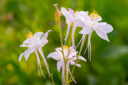 White columbine blossoms (Aquilegia) glow in soft natural light, with delicate white petals and golden stamens. Macro close up with selective focus in a garden in springtime in Germany.