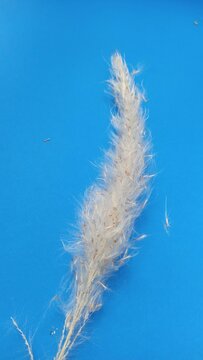 Natural white dried pampas grass or cogon grass plume with soft fluffy texture isolated on vibrant blue background.