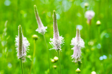 Ribwort plantain wildflowers blooming in meadow with soft green background and summer vegetation © Zigmunds