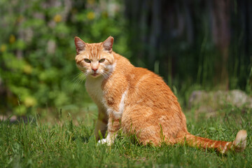 cat in the grass © talavietis