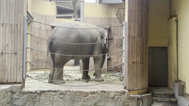 Elephant standing in a zoo enclosure