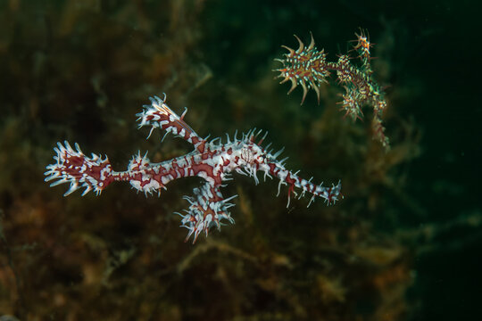 Colorful harlequin ghost pipefish swimming over a reef in Anilao Philippines