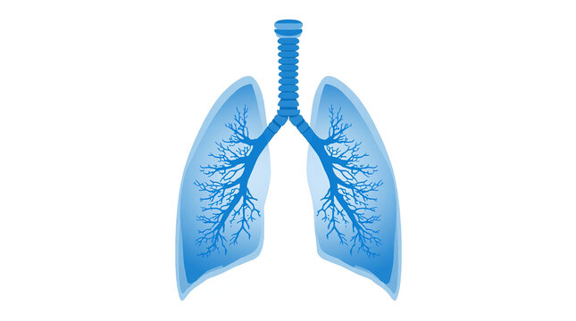 human lungs, showcasing a detailed anatomical view. The lungs are depicted in a semi-transparent blue hue, allowing visibility of the bronchial tree structure within. The trachea is centrally 