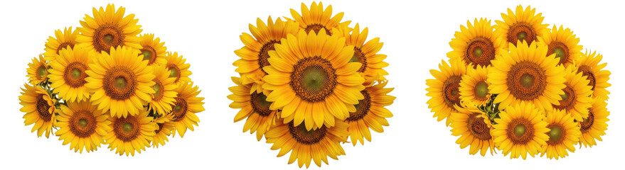 Obraz premium A Set of colorful wild sunflower bouquets PNG clipart, realistic bright yellow floral arrangements isolated on white background for DIY crafts, cards, posters