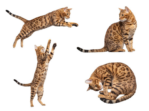 Photograph of four beautiful Bengal cats showcasing their agile and playful nature.