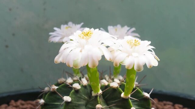 Cactus Plant with White Flowers.