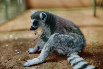 Obraz premium lemur ringtailed primate wildlife mammal baby sitting in zoo enclosure, grooming and resting with striped tail, closeup portrait showing soft fur, curious eyes and natural behavior