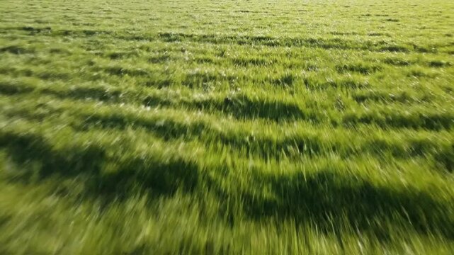 Aerial view of lush green grass field with rows