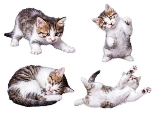 Charming collection of tabby and white kittens in different energetic and relaxed poses. © Philip
